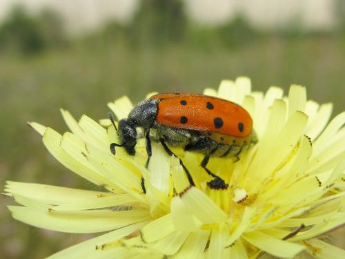 Hycleus duodecimpunctatus