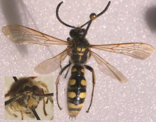 Colpa sexmaculata