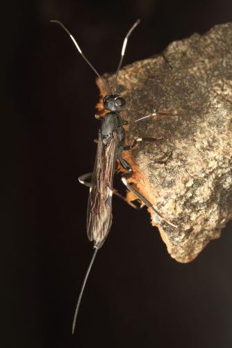 Réf. 131 726 : Xorides sepulchralis