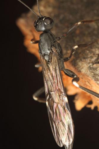 Réf. 131 727 : Xorides sepulchralis