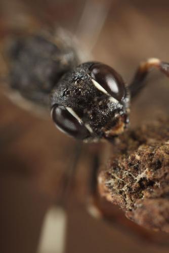 Xorides sepulchralis