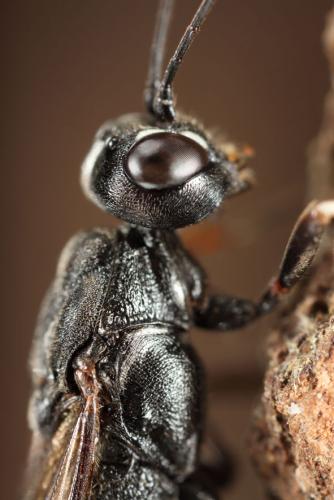 Xorides sepulchralis