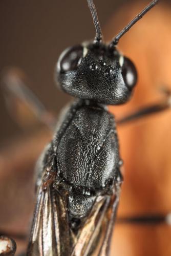 Xorides sepulchralis
