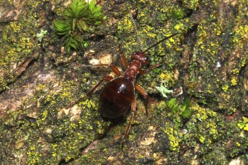 Biorhiza pallida