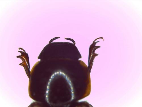Melinopterus sp.
