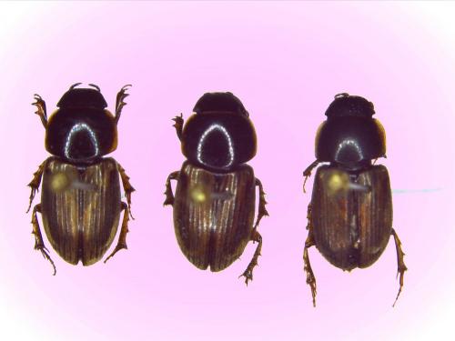 Melinopterus sp.
