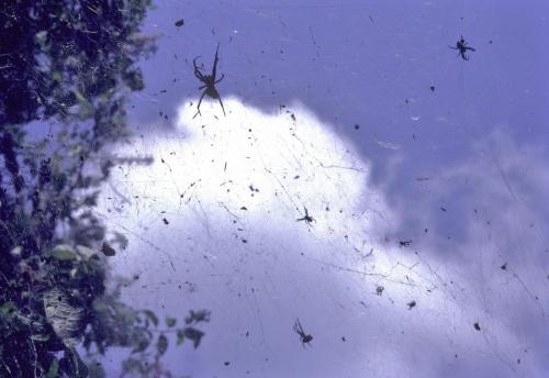 Réf. 131 388 : Cyrtophora citricola