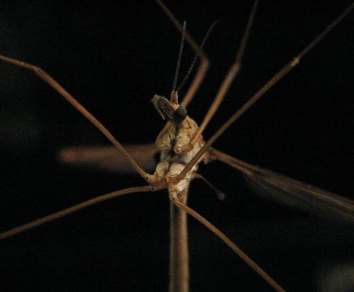Tipula sp.