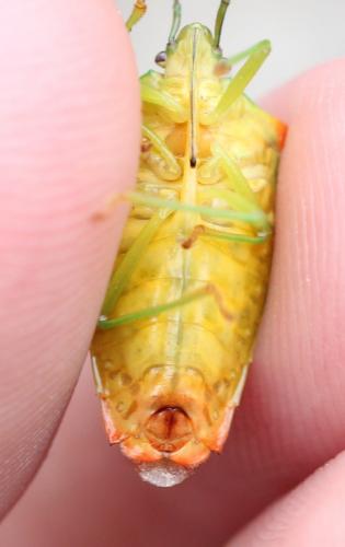 Acanthosoma haemorrhoidale haemorrhoidale