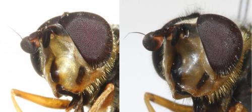 Ferdinandea aurea