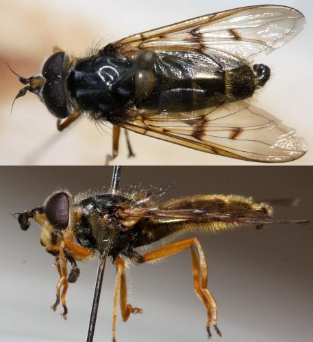 Ferdinandea aurea