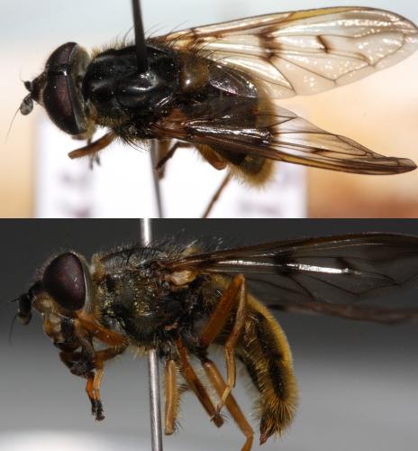 Ferdinandea fumipennis