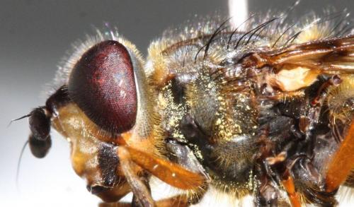 Ferdinandea fumipennis
