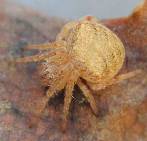 Réf. 131 353 : Araneus sp.