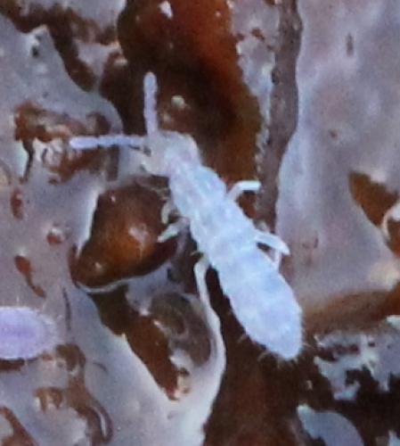 Proisotoma minuta