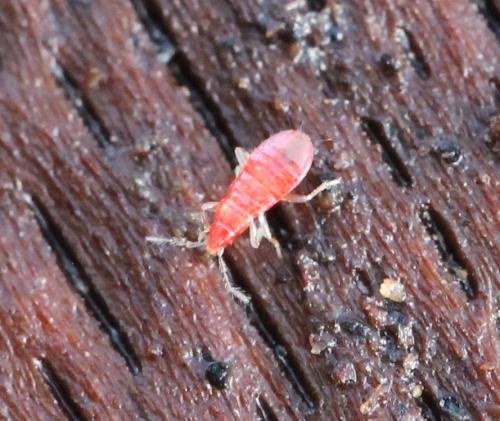 Xylocoris cursitans