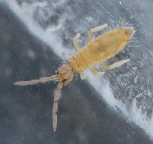 Réf. 131 355 : Entomobrya muscorum