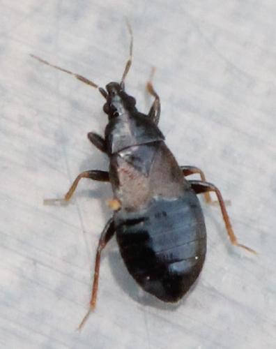 Xylocoris cursitans