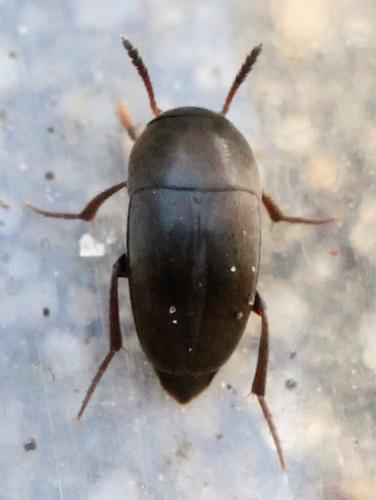 Réf. 131 512 : Ptomaphagus sp.