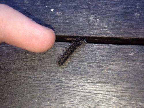 Araschnia levana