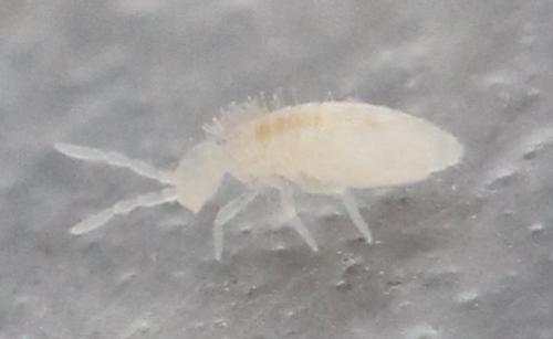 Réf. 131 711 : Coecobrya tenebricosa