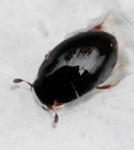 Cercyon sp.