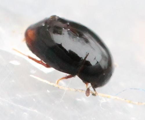 Cercyon sp.