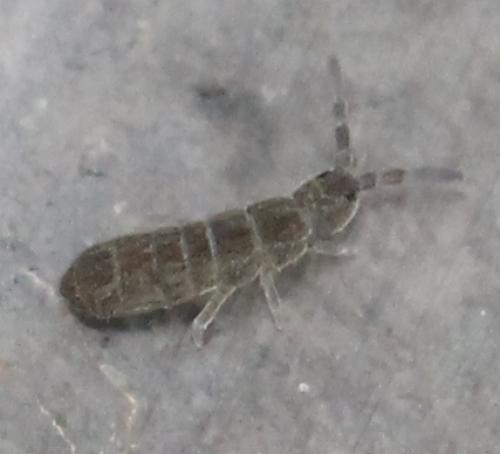 Isotominae