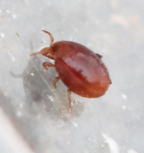 Uroobovella sp.