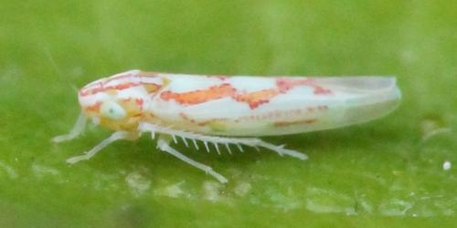 Zygina sp.