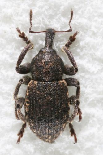 Réf. 131 292 : Donus sp.