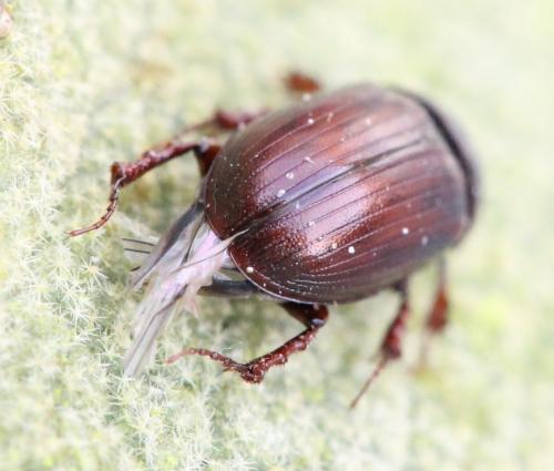 Planolinus fasciatus