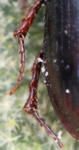 Agolius abdominalis abdominalis