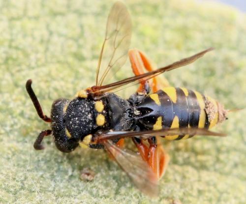 Réf. 131 951 : Nomada flavopicta