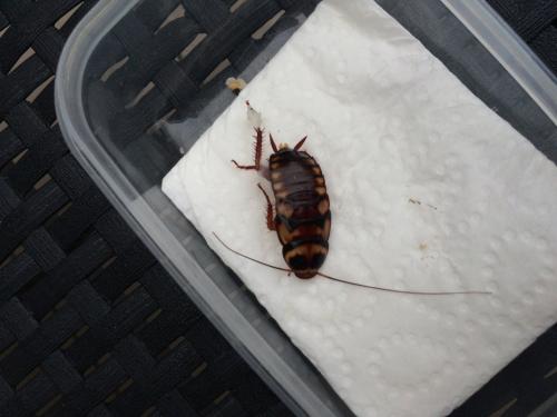 Periplaneta australasiae