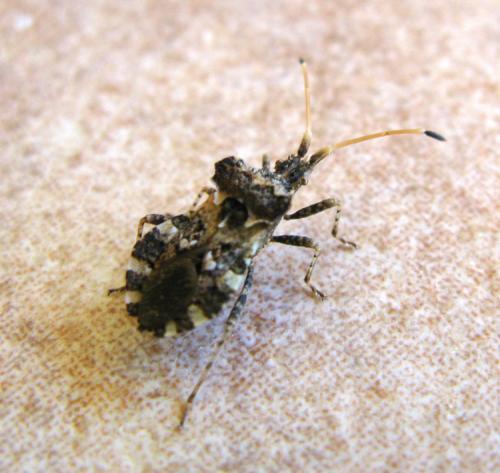 Centrocoris sp.