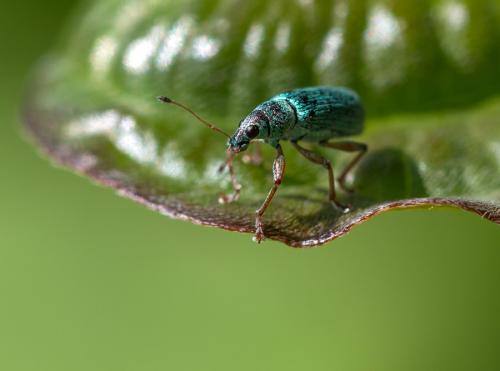 Réf. 131 007 : Polydrusus formosus