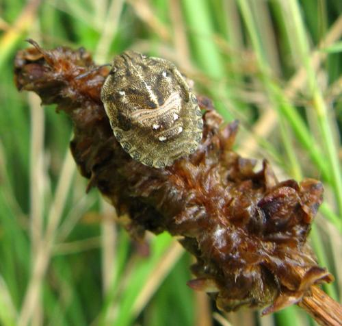 Eurygaster testudinaria