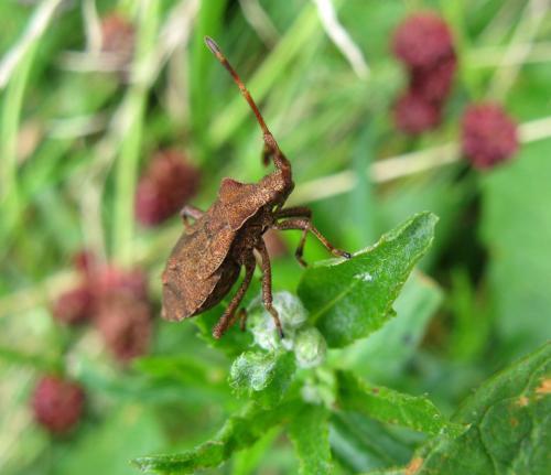 Réf. 131 115 : Coreus marginatus