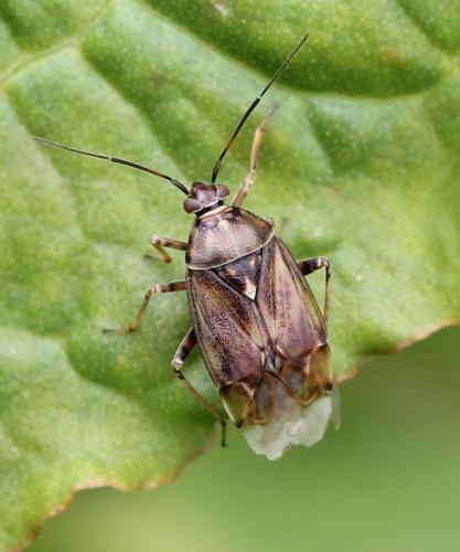 Lygus sp.