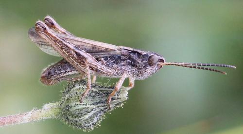 Chorthippus apricarius apricarius