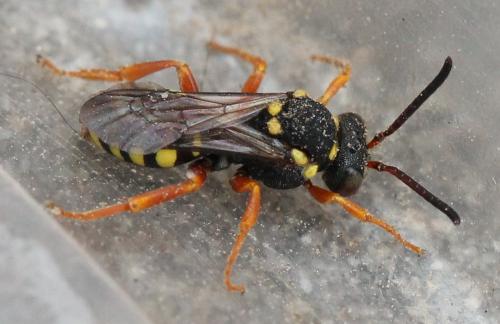 Réf. 131 950 : Nomada sp.