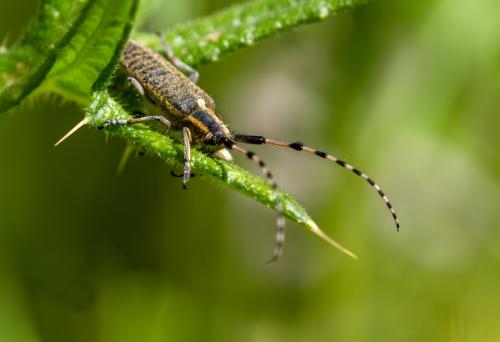 Agapanthia dahli