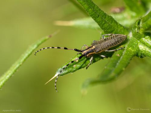 Réf. 131 194 : Agapanthia dahli