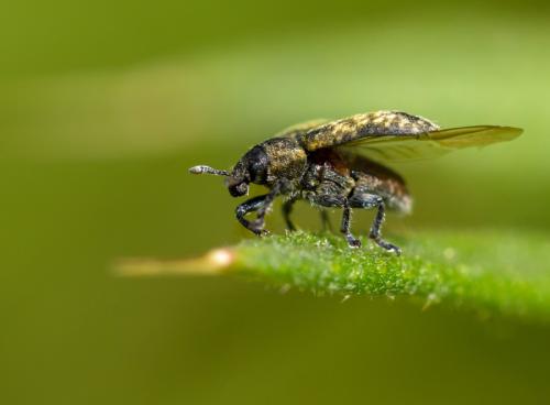 Réf. 131 008 : Rhinocyllus conicus