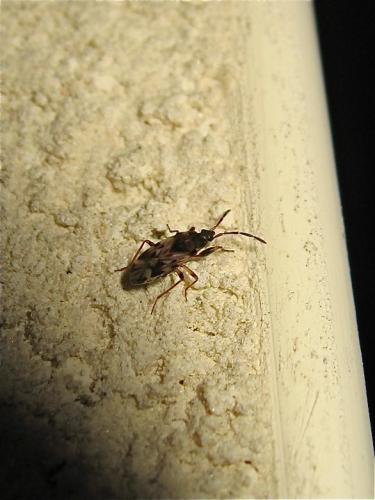 Scolopostethus sp.