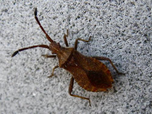 Réf. 131 005 : Coriomeris denticulatus
