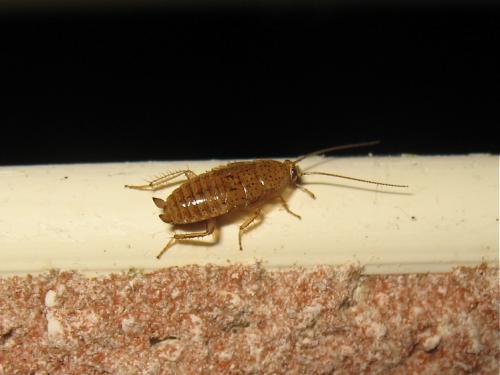 Réf. 131 003 : Ectobius pallidus