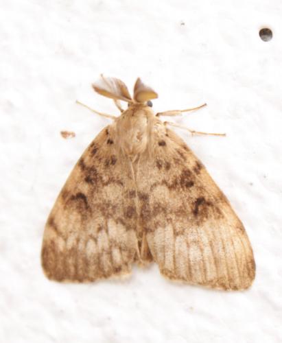 Lymantria dispar