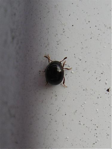 Réf. 131 895 : Agathidium sp.